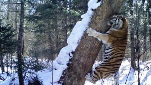 Tigr-Foto-Aleksandr-batalov