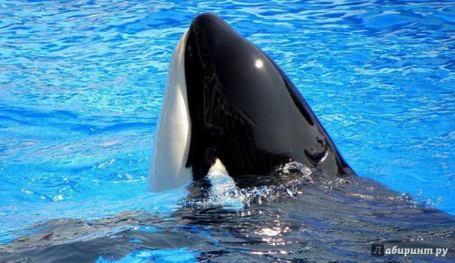 0_ac2137a5cf1c081a39952cb839bead2c_1456311456