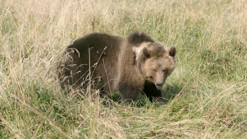 MASTER Medvedi.mp4_snapshot_46.05_[2019.01.04_05.50.03]