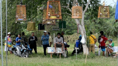 птица удачи